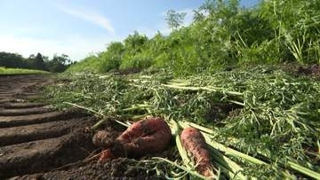 【ヒグマ速報】「一生懸命作ったものが被害に遭うのは憎たらしい」収獲間際のおいしい"ニンジン1700本"をたいらげたクマ…幅15センチほどの足跡やフンを残して立ち去る＜北海道函館市＞