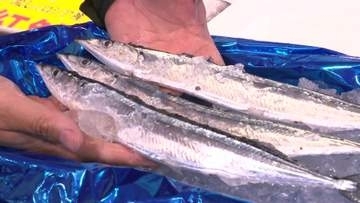 1匹8万8880円！【初サンマ】店頭に並ぶ！　購入した理由は？『みんなに食べてもらってがんばってもらえるように』大盤振る舞いで疲れた社員に活力を〈北海道釧路市〉