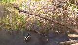 「『咲いたまま倒れている！』ポッキリ折れたサクラの木が池の中に…枝の間をスイスイ"花見遊泳"するカモの姿も…北海道庁前庭の桜の木を襲った"春の強風"＜北海道札幌市＞」の画像1