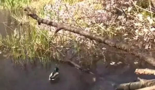 『咲いたまま倒れている！』ポッキリ折れたサクラの木が池の中に…枝の間をスイスイ"花見遊泳"するカモの姿も…北海道庁前庭の桜の木を襲った"春の強風"＜北海道札幌市＞