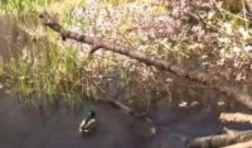 『咲いたまま倒れている！』ポッキリ折れたサクラの木が池の中に…枝の間をスイスイ"花見遊泳"するカモの姿も…北海道庁前庭の桜の木を襲った"春の強風"＜北海道札幌市＞