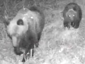 【ヒグマ速報】緊急銃猟も実施された2025年度のクマ駆除数は速報値で963頭…11月も出没続き1000頭を超える可能性大＿2024年度は”過去3番目に多い”1026頭＿人との境界あいまいに＜北海道＞