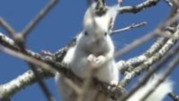 【カメラが捉えた】枝から枝へ“全身真っ白なエゾリス”が根室市に！遺伝子が突然変異する『アルビノ』か…「聞いたことがない」地元でも驚きの声＿冬支度する愛らしい姿に住民注目〈北海道〉