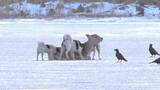 「【映像】野犬の群れがエゾシカを襲う瞬間―次々と飛びかかるイヌたち―厳冬の北海道で繰り広げられる「命のやりとり」最後には食べられる＜北海道根室市＞」の画像1