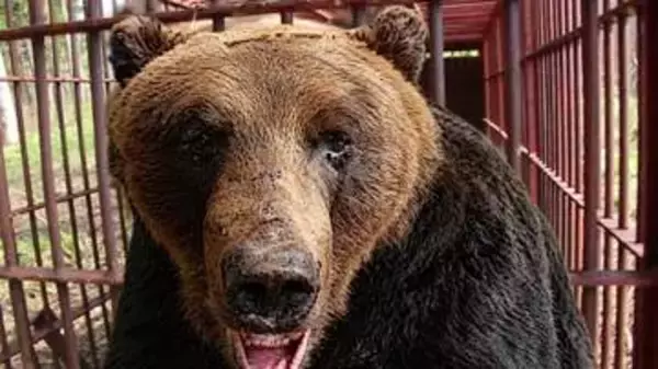 【巨大ヒグマ連続出没】「春にここまで大きいのは見たことない」冬眠明けなのになぜ？"畑の農作物"で昨秋に栄養蓄えた可能性も…苫前町で330キロ級を捕獲＿島牧村でも280キロのクマがハンター襲撃