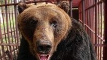 【巨大ヒグマ連続出没】「春にここまで大きいのは見たことない」冬眠明けなのになぜ？"畑の農作物"で昨秋に栄養蓄えた可能性も…苫前町で330キロ級を捕獲＿島牧村でも280キロのクマがハンター襲撃