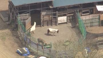 「動物考慮すると強行処分は不当」“ノースサファリ”運営会社が不服審査請求―「動物を安全に移動させるため2027年11月末まで時間が必要」建築物の撤去命令の取り消し求める＜北海道＞