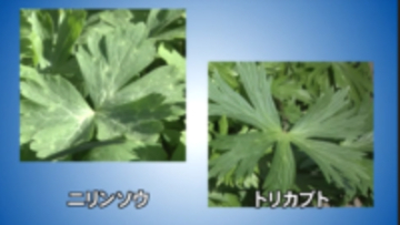 【アウトドアブームで要注意】「トリカブト」「イヌサフラン」など有毒植物の誤食…北海道で過去30年間に13人死亡_山菜シーズン本格化で北海道庁が呼びかけ「少しでも迷ったら絶対に口にしないで」