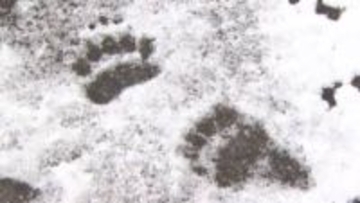 【クマの足跡再び】「クマスプレーをまさか家のそばで使うとは」札幌市の住宅街・玄関の前や庭で複数確認…住民も不安と驚き隠せず_警察や市が注意呼びかけ〈北海道〉