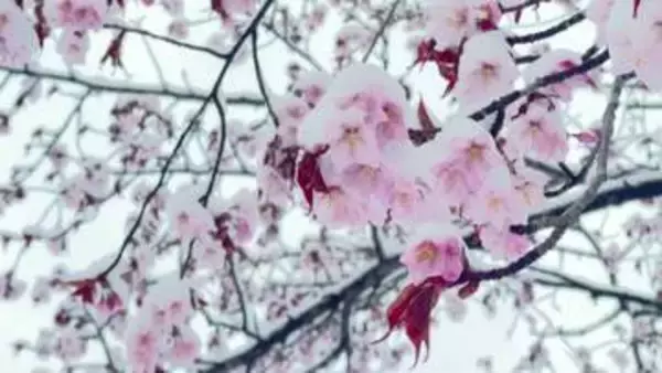 【ゴールデンウィークに異例の雪景色】雪をかぶるエゾヤマザクラ‐オホーツクの滝上公園では11センチの積雪に…銀世界に包まれる異例の事態―桜と雪が入り混じる幻想的な絶景が観光客を魅了