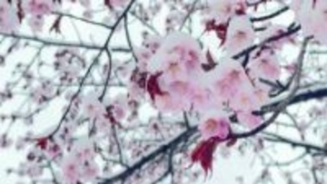 【ゴールデンウィークに異例の雪景色】雪をかぶるエゾヤマザクラ‐オホーツクの滝上公園では11センチの積雪に…銀世界に包まれる異例の事態―桜と雪が入り混じる幻想的な絶景が観光客を魅了