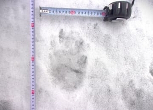 【ヒグマ速報】雪の上にクッキリと足跡―複数の"クマのような"足跡が見つかる_幅約13センチで東方向へと向かう_現場付近は会社事務所が立ち並ぶエリア〈北海道函館市〉