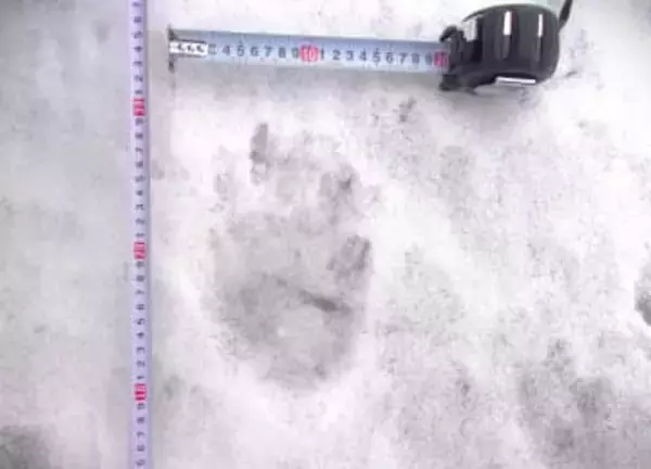 【ヒグマ速報】雪の上にクッキリと足跡―複数の"クマのような"足跡が見つかる_幅約13センチで東方向へと向かう_現場付近は会社事務所が立ち並ぶエリア〈北海道函館市〉