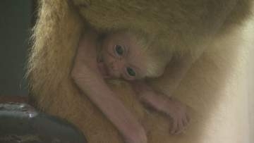 ママにギューッ！ピタッ！しがみつく姿がたまらない“シロテテナガザル”の赤ちゃん誕生『開園以来初の繁殖』性別や体重はまだ分からず_愛らしい様子…一般公開中〈北海道釧路市〉