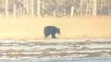 「【ヒグマ速報】ついに冬眠明けか…2日連続で水辺にクマ―地元の人も驚き「この時に目撃するのは珍しい」＜北海道根室市＞」の画像1