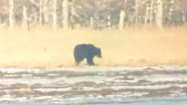 【ヒグマ速報】ついに冬眠明けか…2日連続で水辺にクマ―地元の人も驚き「この時に目撃するのは珍しい」＜北海道根室市＞