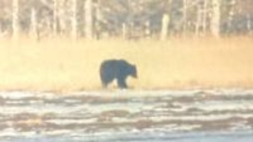 【ヒグマ速報】ついに冬眠明けか…2日連続で水辺にクマ―地元の人も驚き「この時に目撃するのは珍しい」＜北海道根室市＞
