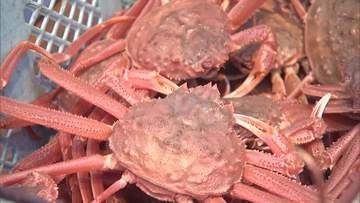 オオズワイガニ→ズワイガニと表記し業者に6.5トン以上販売...是正指示受けた北海道洞爺湖町の水産物卸売業者「周辺ではズワイガニは本ズワイガニ、オオズワイガニはズワイガニと…問題ないと思った」