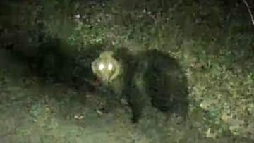 【カメラが捉えた】サケ養殖場にヒグマ出没、付近には住宅も…小学校や動物園では電気柵を設置…遠隔で常時監視し電気柵の故障個所を即座に感知する実験も〈北海道〉