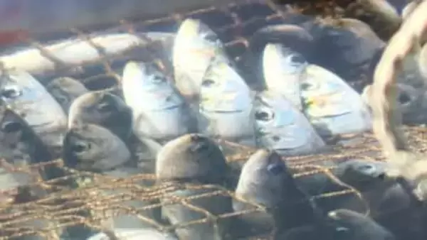 【なぜ…イワシと養殖魚が大量死】海の“いけす”でホッケ約2000匹が全滅―流入した大量のイワシで酸欠か〈トラウトサーモンが全滅した漁港も〉地元の人は「イルカに追いかけられたのかな」北海道松前町