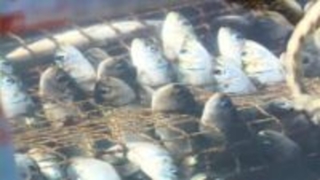 【なぜ…イワシと養殖魚が大量死】海の“いけす”でホッケ約2000匹が全滅―流入した大量のイワシで酸欠か〈トラウトサーモンが全滅した漁港も〉地元の人は「イルカに追いかけられたのかな」北海道松前町