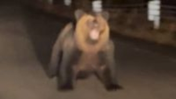 【ヒグマ映像あり】「怖い怖い、襲われる！歯が…」一直線で向かってくる“巨大なクマ”が車を威嚇…子連れの母グマが腕を路面に叩きつけ口をガバっと広げる衝撃映像＜北海道歌志内市＞