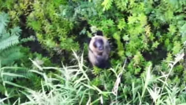 【ヒグマ問題…2026年を予測】”新年早々”クマの足跡発見…前年秋ドングリが凶作→春は山にクマの食物が少ない見通し＿“春先から秋まで”クマの出没が相次ぐか＿冬眠時期も安心できない理由とは？＜北海道＞