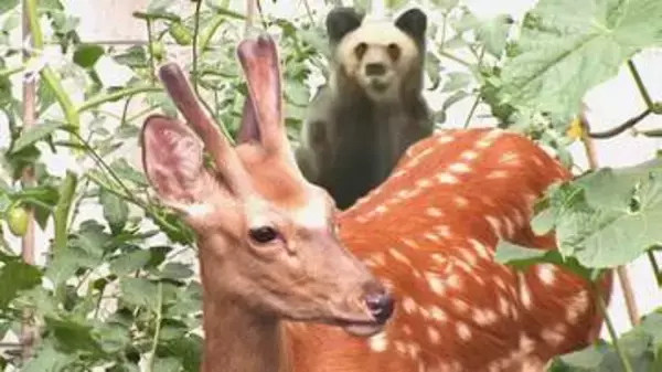 ヒグマ対策の鍵はシカ？『シカを食べる上位種がクマ』札幌市ヒグマ防除隊の隊長が警鐘_札幌市は家庭菜園用の"電気柵"を貸し出しへ_巨大熊の出没が相次ぐなか高まる接触の可能性 〈北海道〉