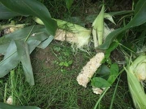 【ヒグマ速報】ヤギの次はスイートコーン狙ったか？畑の作物がクマに食い荒らされる…ヤギを食べた現場から5キロほどの畑に20×30cmの巨大フン_すぐ近くには住宅があり警戒が警戒呼びかけ〈北海道八雲町〉