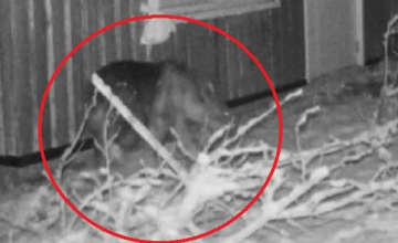 【ヒグマ速報】動物園の中をうろついていた野生のクマを駆除―体長約1.1メートル、連日出没していた個体の可能性―安全が確認され次第、開園する方針―付近住民も安堵＜北海道札幌市・円山動物園＞