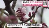 「“サクラ前線”が北海道に接近「まもなく咲きそう」期待ふくらむ～気温が上がればきょう開花も…でも週末の気温がちょっと低く1日おあずけか〈北海道松前町〉」の画像1
