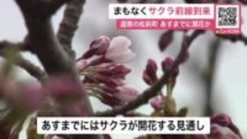 “サクラ前線”が北海道に接近「まもなく咲きそう」期待ふくらむ～気温が上がればきょう開花も…でも週末の気温がちょっと低く1日おあずけか〈北海道松前町〉