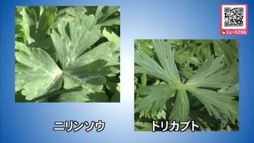 【トリカブト誤って食べて食中毒で死亡】葉の形が似ている山菜「ニリンソウ」と誤認か…家族2人で調理して食べたところ嘔吐や手足のしびれ_男性が死亡〈北海道〉