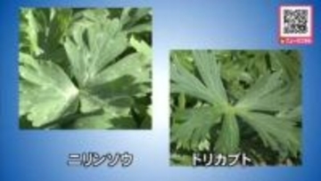 【トリカブト誤って食べて食中毒で死亡】葉の形が似ている山菜「ニリンソウ」と誤認か…家族2人で調理して食べたところ嘔吐や手足のしびれ_男性が死亡〈北海道〉