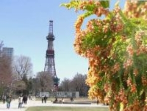 【札幌でもスギ花粉？】今年の札幌はいつもと違う！ムズムズする市民急増！ないはずのスギ花粉がなぜ札幌で？円山の森にひっそりと佇む樹齢130年の巨木と春のくしゃみの意外な関係〈北海道〉