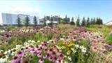 「【”花のまち”が生んだ”人のつながり”】「以前は草がボーボーでひどかった…」花で住民が、地域が変わった！支援企業は「人が集まる場ができると日本は明るくなる」〈北海道・東神楽町〉」の画像1