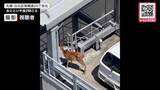 「立体駐車場の屋上に…子ジカ”迷い込む“車の横でじっと動かず→2日間残ったままか→警察が見守る事態に―札幌市は「駐車場の外に出て行くまで静観」〈北海道札幌市〉」の画像1