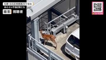 立体駐車場の屋上に…子ジカ”迷い込む“車の横でじっと動かず→2日間残ったままか→警察が見守る事態に―札幌市は「駐車場の外に出て行くまで静観」〈北海道札幌市〉