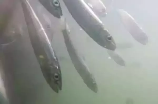 【大量死の原因は？】北海道南部で相次ぐイワシの襲来『養殖トラウトサーモン全滅』パニックになった大群が押し寄せ"ゼーハーゼーハー"状態になり酸欠か―専門家警告「今後も同様の現象が起きる可能性」