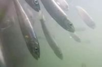 【大量死の原因は？】北海道南部で相次ぐイワシの襲来『養殖トラウトサーモン全滅』パニックになった大群が押し寄せ"ゼーハーゼーハー"状態になり酸欠か―専門家警告「今後も同様の現象が起きる可能性」