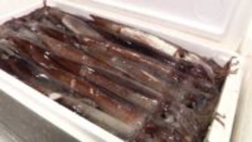 “イカの街・函館”に活気戻る！小型船スルメイカ釣り漁が『特例再開』→約3.7トン水揚げ～初競り最高値は5キロ7900円「今後は活イカも」市場関係者も漁業関係者も期待〈北海道函館市〉