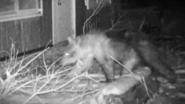 【ヒグマ速報】円山動物園に侵入したクマを駆除…箱わなに『体長113センチのオスグマ』連日出没繰り返していた個体か〈北海道札幌市〉