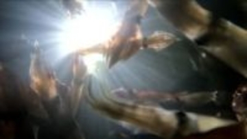 【スルメイカ再開か】禁漁中の小型船スルメイカ釣り漁_知事管理の漁獲枠を各漁法に振り分ける方向で話し合い進む_出漁再開の可能性も_採捕停止命令の解除が焦点に