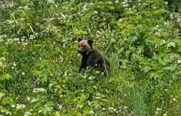 【ヒグマ速報_今季道内初の緊急銃猟】『スキージャンプ台』付近に連日居座り続けたヒグマを緊急銃猟で駆除_体長1m程の若い個体か＜北海道士別市＞