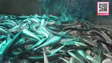 ようやくきた！サンマの季節到来_公海で操業した大型船が約7トンを水揚げ「徐々に魚体が大きくなってきている」120グラム前後が中心で140グラムの魚も_主力の棒受け網漁が本格化〈北海道 根室市〉