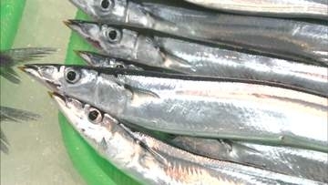 【秋の味覚に異変】サンマ漁の主力「棒受け網漁」の漁船が初水揚げも「反応が薄い」過去最低水準の来遊量予測で2026年は水揚げ減少か…1匹30gの小ぶりな魚体に地元鮮魚店でも驚きの声〈北海道根室市〉