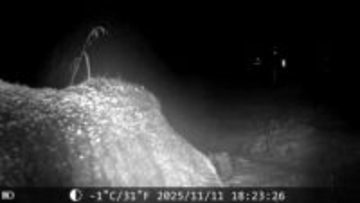 【ヒグマの映像あり】『400キロの巨大クマ』雪降る中に出没…白い息を吐き草原を歩き回る姿がカメラに―300キロの箱わなを前足で押し倒し姿を消す―夏に出没した”メタボクマ ”と同じ個体か〈北海道苫前町〉