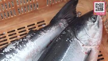 重さ6キロの大物も続々！北海道東部の沖合で"トキシラズ"漁＿昨年よりもいい！水揚げは好調「焼いて食べるとうまいよ！」漁は8月まで〈北海道 根室市〉