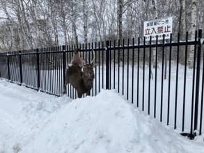 柵に引っ掛かり動けないエゾシカ…高さ2メートルの柵を飛び越えようとしたか？左足付け根に刺さり大けがも警戒緩めず大暴れ…警察官が注意呼びかけ＿麻酔で捕獲（北海道千歳市）