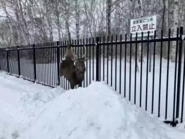 柵に引っ掛かり動けないエゾシカ…高さ2メートルの柵を飛び越えようとしたか？左足付け根に刺さり大けがも警戒緩めず大暴れ…警察官が注意呼びかけ＿麻酔で捕獲（北海道千歳市）